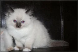 koťátka Ragdoll