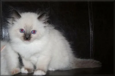 koťátka Ragdoll