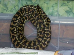 Morelia viridis Jaya pura samec