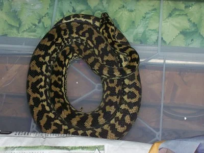 Morelia viridis Jaya pura samec