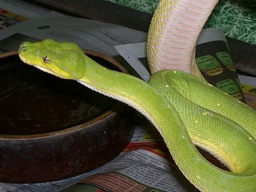 Morelia viridis Jaya pura samec