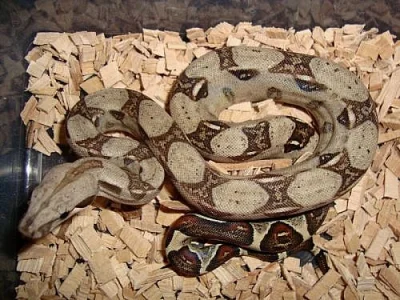 HROZNÝŠ KRÁLOVSKÝ (boa constrictor)