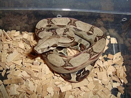 HROZNÝŠ KRÁLOVSKÝ (boa constrictor)