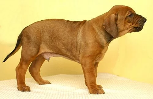 Štěňata Rhodesian Ridgeback s PP
