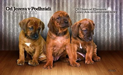 Štěňata Rhodesian Ridgeback s PP