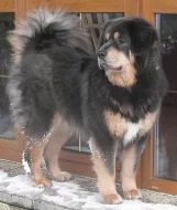 Tibetská doga - štěňata