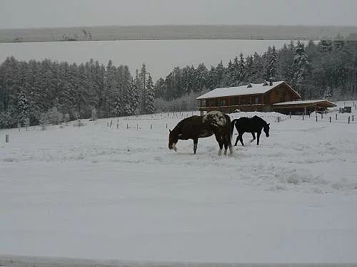 Nabízím ustájení v nové rodinné stáji