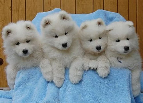 Samojed
