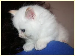 koťátka Ragdoll s PP