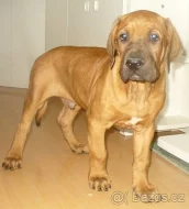 Tosa inu - štěňátka