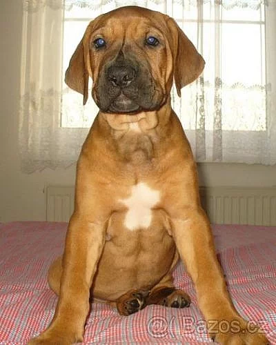 Tosa inu - štěňátka