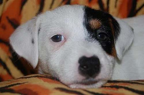 Jack russell terrier s PP