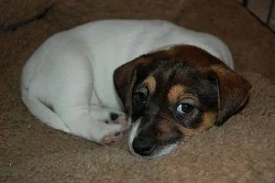 Jack russell terrier s PP