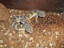 Gekončík noční - eublepharis macularius