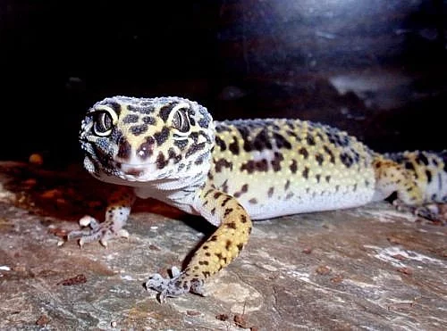 Gekončík noční - eublepharis macularius