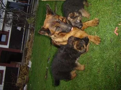 Prodám štěňata bez PP