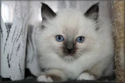 koťátka Ragdoll s PP