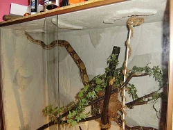boa constrictor imperator