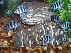 Cyphotilapia frontosa burundi 6-7cm výběr z 60ks