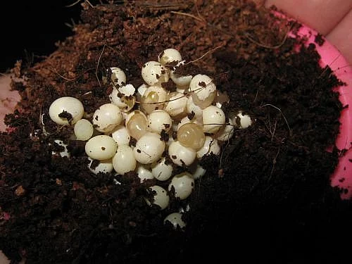 Achatina Fulica Albino Body - oblovka