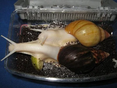 Achatina Fulica Albino Body - oblovka