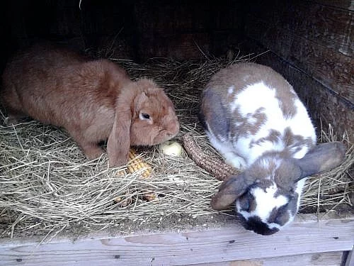 Samec a samice králíka