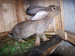 Koupím samici Belgického obra