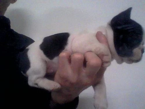 francouzsky buldocek