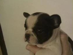 francouzsky buldocek