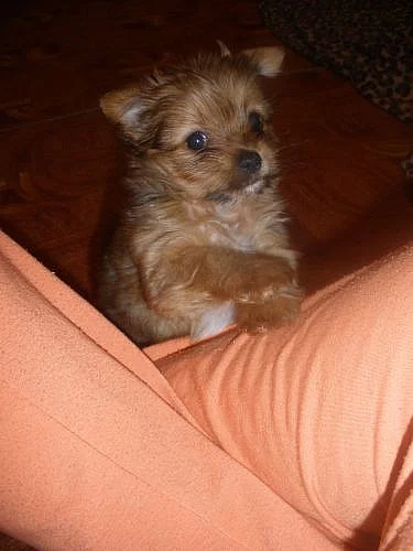 Jorkšír x čivava