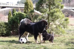 Tibetská doga