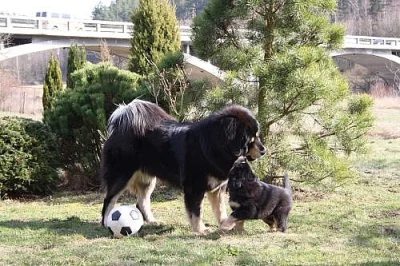Tibetská doga
