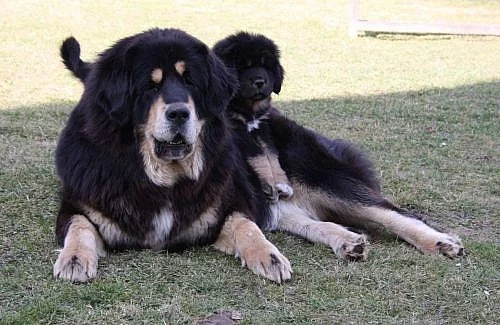 Tibetská doga