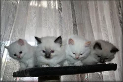 kočičky a kocourci Ragdoll s PP