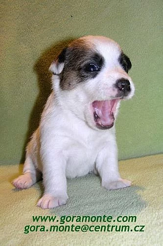 Štěňata jack russell teriera s PP