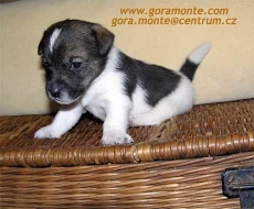 Štěňata jack russell teriera s PP