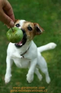 Štěňata jack russell teriera s PP