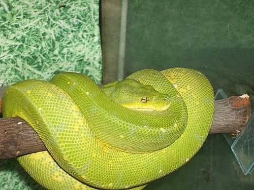 Morelia viridis Jaya pura samec