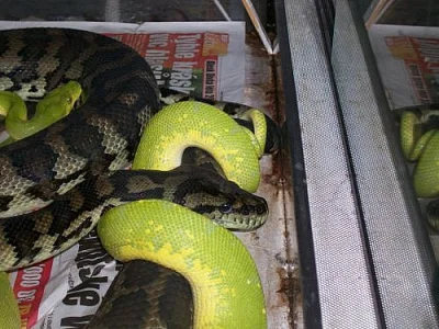 Morelia viridis Jaya pura samec