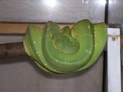 Morelia viridis Jaya pura samec
