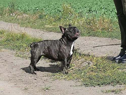 Francouzský buldoček