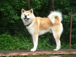 Štěňátka akita-inu
