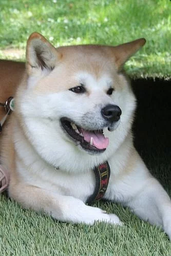 Štěňátka akita-inu