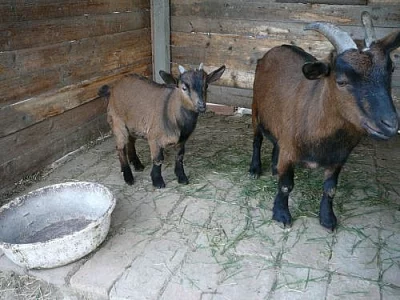 Holandský zakrslý kozlík 