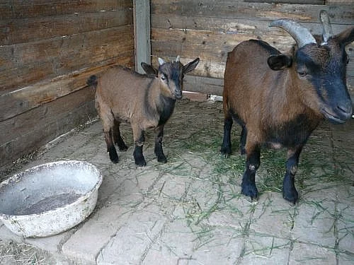 Holandský zakrslý kozlík