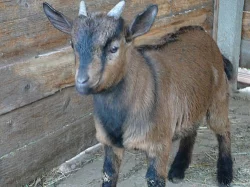 Holandský zakrslý kozlík