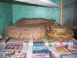 Hogg Island Boa