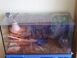 Terarium