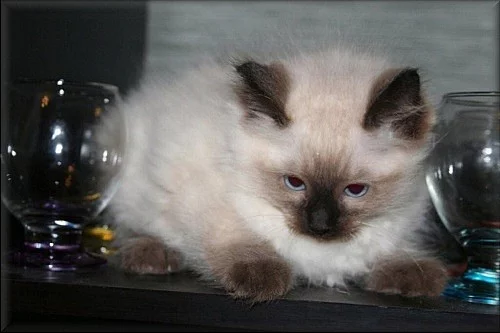 koťátka Ragdoll s PP