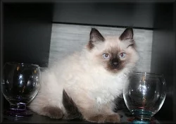 koťátka Ragdoll s PP